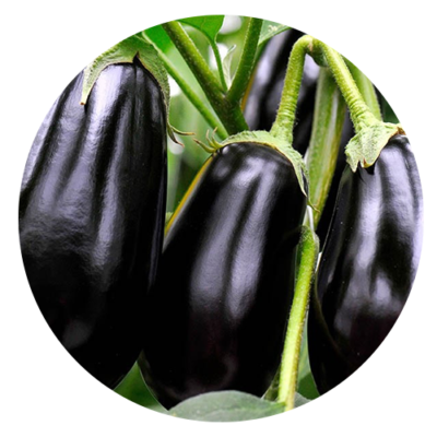 Aubergine